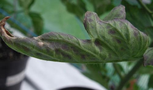 Листья томатов переворачиваются. Что делать, если скручиваются листья у помидоров (томатов) в теплице и грунте