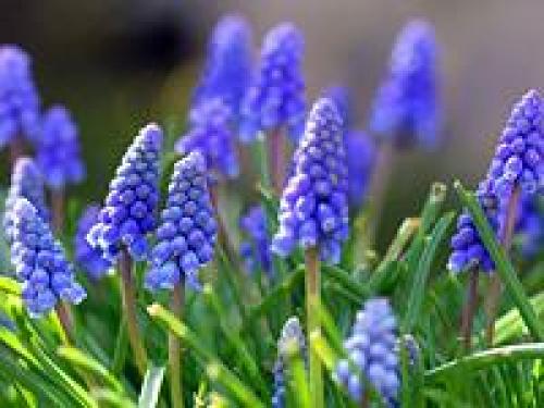 Как сделать клумбу цветущую от весны до осени. Клумбы, цветущие с ранней весны до поздней осени в закладки 91 32