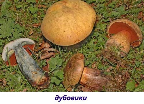 Коричневая шляпка коричневая ножка. Популярные съедобные трубчатые