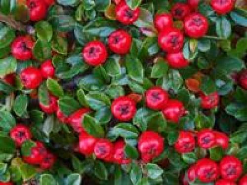 Как сделать клумбу цветущую от весны до осени. Клумбы, цветущие с ранней весны до поздней осени в закладки 91 30