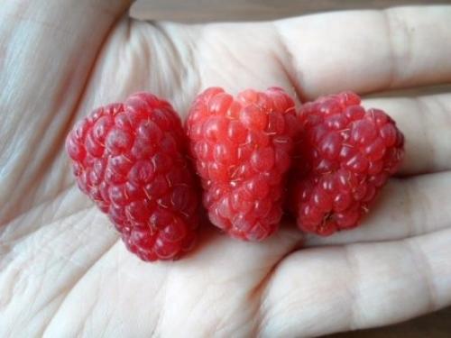 Ремонтантная малина в июне. Ремонтантная малина - особенности выращивания.