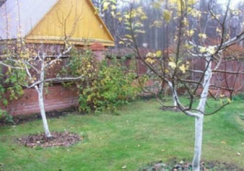 Чем лучше утеплить саженцы на зиму. Как правильно утеплить молодую и взрослую яблоню на зиму