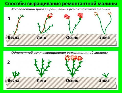 Как правильно посадить малину ремонтантную. Ремонтантная малина: нюансы выращивания и ухода +ВИДЕО