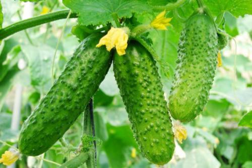 Как поливать огурцы в августе. Чем подкормить огурцы в августе