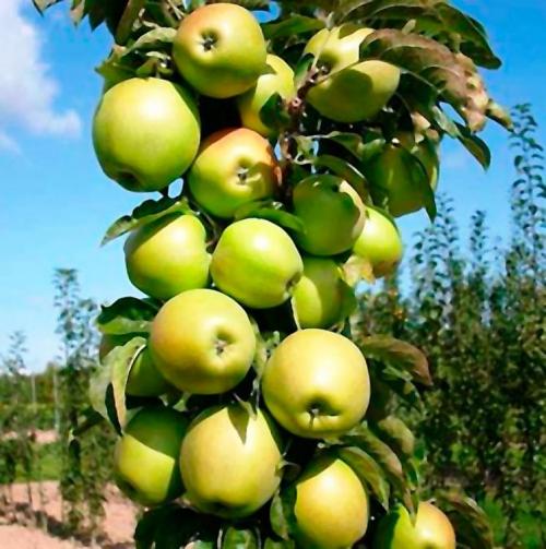 Как выбрать сорт яблони для посадки. Как выбрать яблоню для посадки