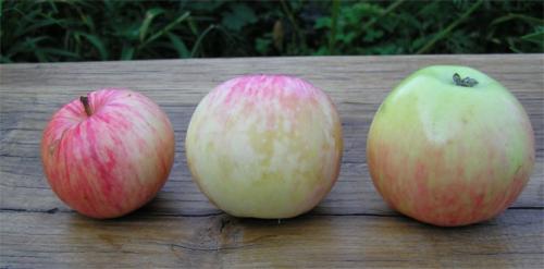 Лучшие сорта яблонь для Подмосковья форум. Лучшие сорта яблонь для Подмосковья, описание и фото, рейтинг