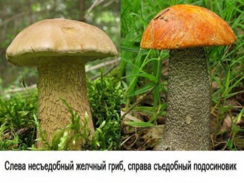 Ложный подосиновик. Ложные подосиновики: Подробное описание с Фото и Видео- Как отличить