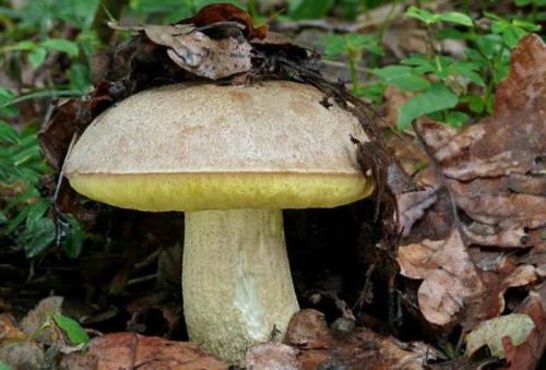 Желтый гриб съедобный или нет. Грибы российских лесов. Полубелый гриб или жёлтый боровик. Интересный гриб с оригинальным ароматом.