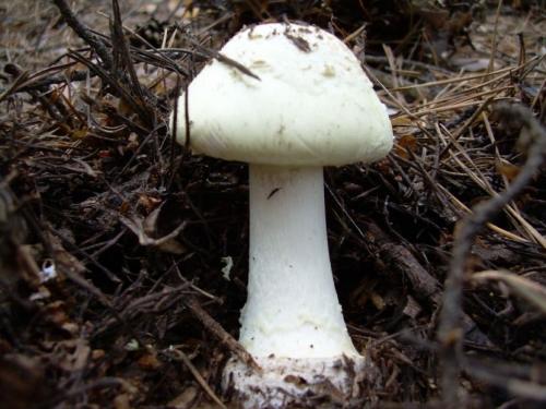 Бледная поганка —, как распознать, отличия от съедобных грибов, признаки отравления (77 фото + видео)