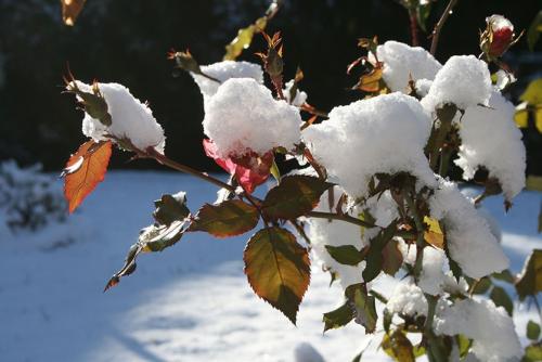 Как укрыть розы на зиму спанбондом. Укрытие роз на зиму: это важно учесть!