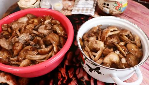 Сколько варить грибы опята. Процедура отваривания опят 16