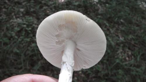 Бледная поганка —, как распознать, отличия от съедобных грибов, признаки отравления (77 фото + видео)