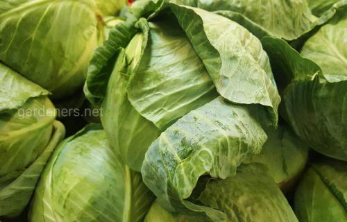 Голландские сорта капусты для квашения. Ранние сорта капусты голландской селекции