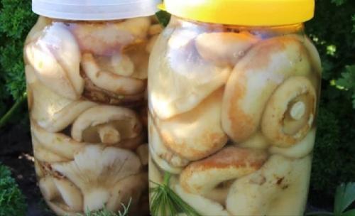 Как переделать соленые грузди. Как солить грузди на зиму, чтобы были хрустящими ароматными и вкусными