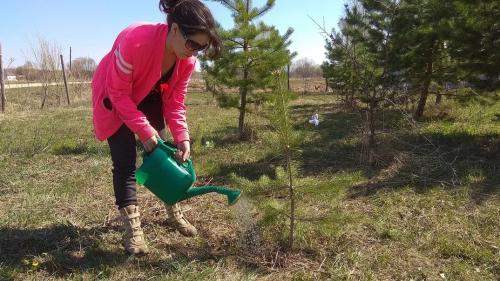 Как и когда пересаживать сосну. Сосну из леса – на свой участок. Сделать все правильно.