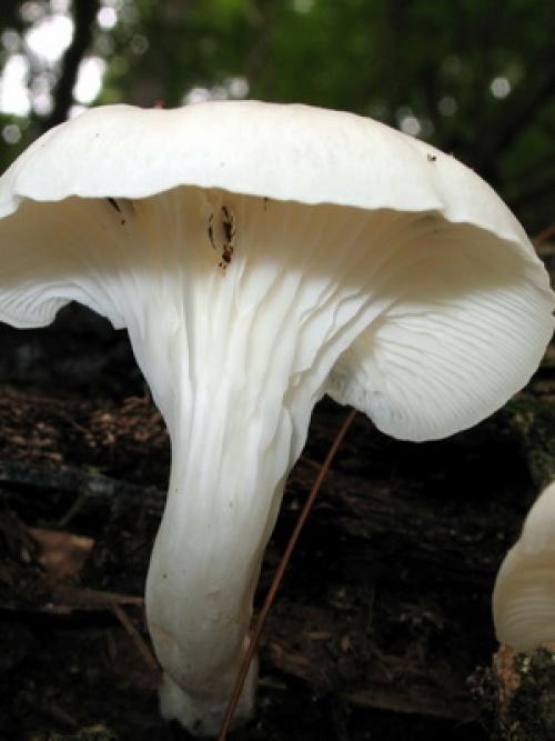 Сколько грибы растут по времени. Виды вешенок и какие грибы растут в лесу на земле