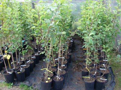 Как выбрать сорт яблони для посадки. Как выбрать яблоню для посадки