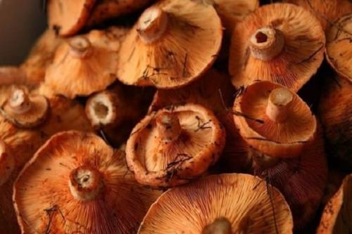 Приготовление рыжиков в домашних условиях. Заготовки грибов на зиму