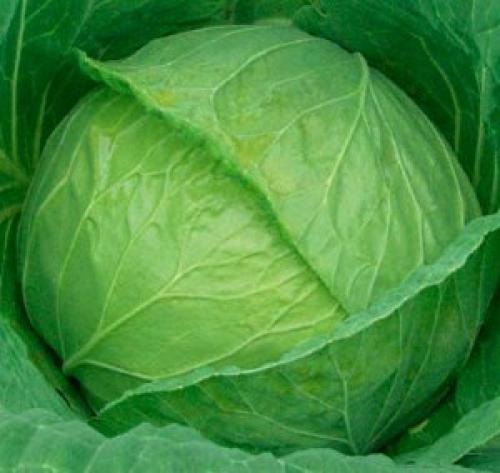 Лучшие сорта капусты для квашения в Украине. Сорта капусты (фото и названия) в Украине