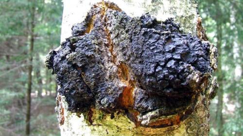 Чага польза. Гриб чага: свойства и состав