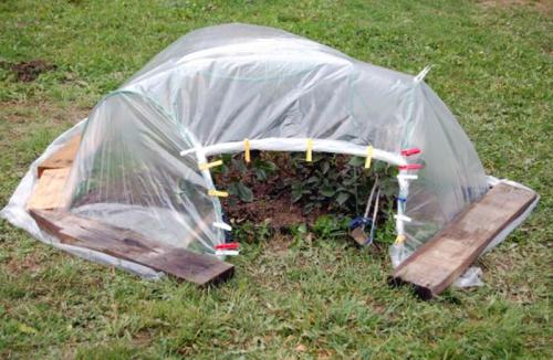 Как укрыть розы на зиму коробками. Как правильно укрыть розы на зиму: лучшие варианты для зимнего укрытия