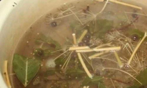 Маринад для грибов без стерилизации. Как замариновать белые грибы в банках без стерилизации