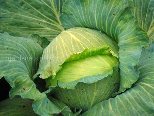 Голландские сорта капусты для квашения. Ранние сорта капусты голландской селекции