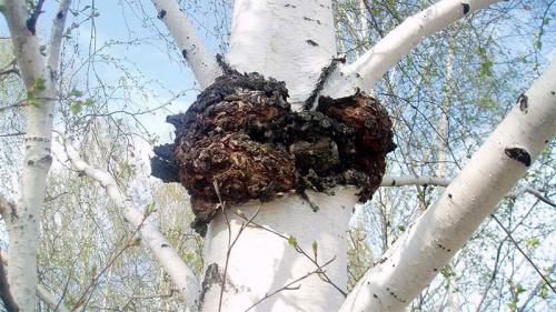 Чага польза. Гриб чага: свойства и состав