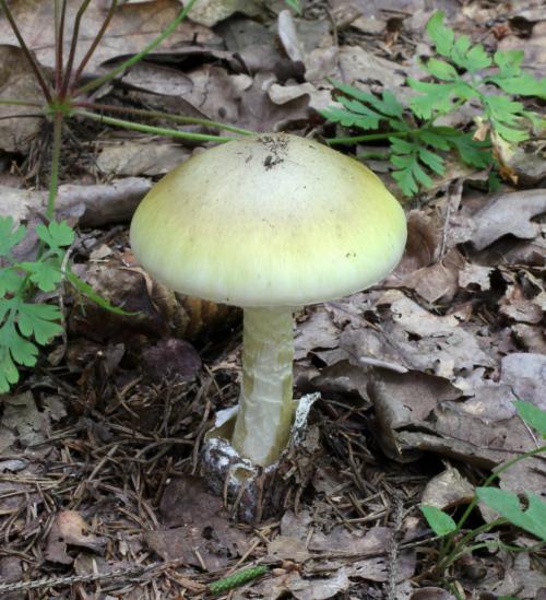 Бледная поганка —, как распознать, отличия от съедобных грибов, признаки отравления (77 фото + видео)