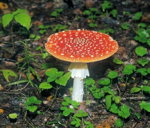 Грибы съедобные и ядовитые. Рейтинг ядовитых грибов России. Грибникам на заметку