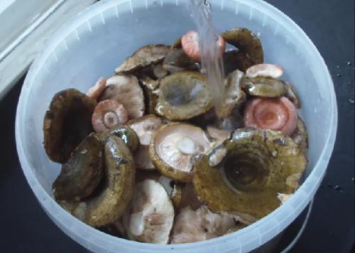 Как переделать соленые грузди. Как солить грузди на зиму, чтобы были хрустящими ароматными и вкусными