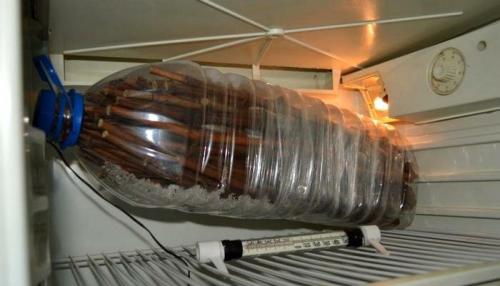 Хранение черенков винограда в земле. Как сохранить черенки винограда зимой