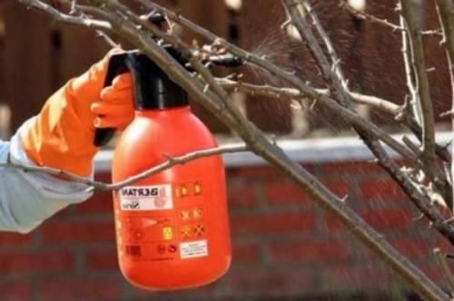 Искореняющая обработка сада осенью. Осенняя подготовка