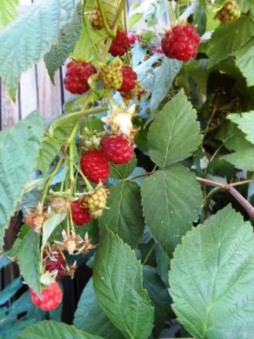 Ремонтантная малина в июне. Ремонтантная малина - особенности выращивания.