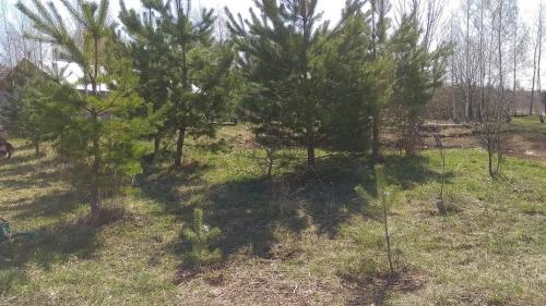 Как и когда пересаживать сосну. Сосну из леса – на свой участок. Сделать все правильно.