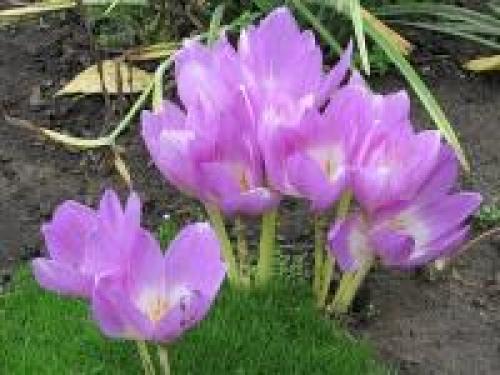 Как сделать клумбу цветущую от весны до осени. Клумбы, цветущие с ранней весны до поздней осени в закладки 91 31 Как сделать клумбу цветущую от весны до осени. Клумбы, цветущие с ранней весны до поздней осени в закладки 91 31