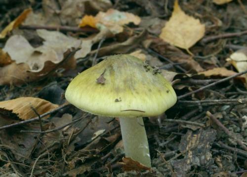 Бледная поганка —, как распознать, отличия от съедобных грибов, признаки отравления (77 фото + видео)