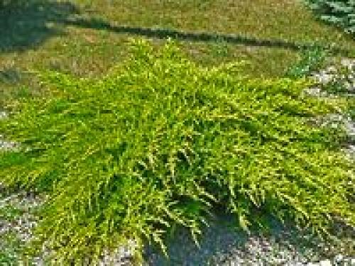 Как сделать клумбу цветущую от весны до осени. Клумбы, цветущие с ранней весны до поздней осени в закладки 91 29 Как сделать клумбу цветущую от весны до осени. Клумбы, цветущие с ранней весны до поздней осени в закладки 91 29