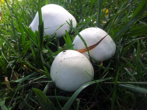 Бледная поганка —, как распознать, отличия от съедобных грибов, признаки отравления (77 фото + видео)