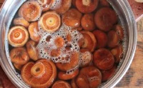 Засолка рыжиков горячим способом