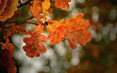 листья дуба осенью. фото и картинки листьев дуба