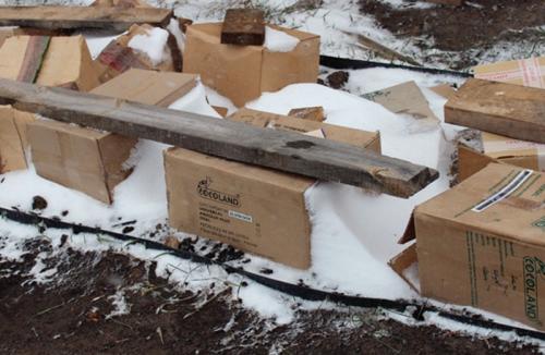 Как укрыть розы на зиму агроволокном. Как правильно укрыть розы на зиму: лучшие варианты для зимнего укрытия