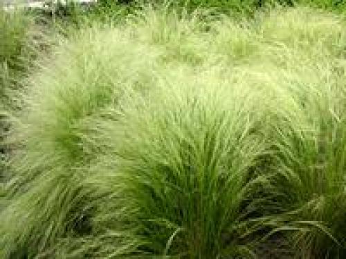 Как сделать клумбу цветущую от весны до осени. Клумбы, цветущие с ранней весны до поздней осени в закладки 91 33 Как сделать клумбу цветущую от весны до осени. Клумбы, цветущие с ранней весны до поздней осени в закладки 91 33