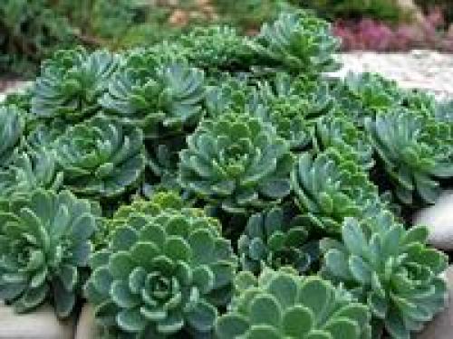 Как сделать клумбу цветущую от весны до осени. Клумбы, цветущие с ранней весны до поздней осени в закладки 91 35 Как сделать клумбу цветущую от весны до осени. Клумбы, цветущие с ранней весны до поздней осени в закладки 91 35