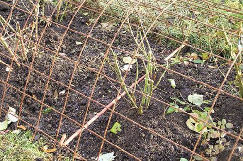 Чем засыпать розы на зиму. 5 простых шагов в том, как укрыть розы на зиму.