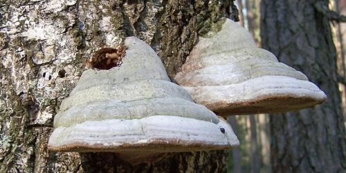 Съедобные грибы растущие на поваленных деревьях. Похожие рецепты http://xcook.info/recipe/sup-s-gribami-baranami.html