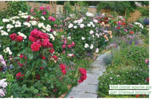 Как укрыть розы на зиму укрывным материалом. Воздушно-сухое укрытие