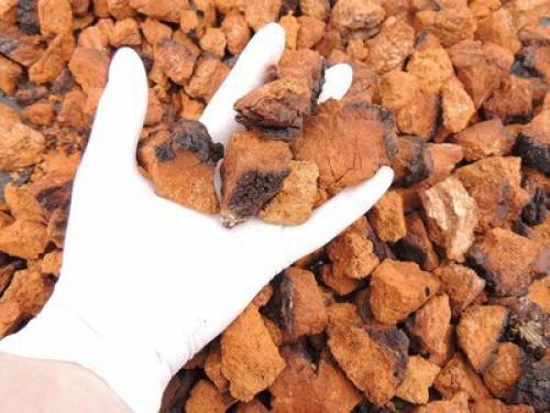 В лес за чагой. Сбор брёзовый чаги (гриб) за деньги