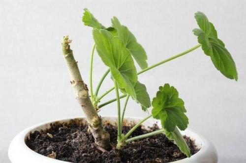 выращивание герани из черенков в домашних условиях. как вырастить герань 06