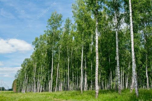 В лес за чагой. Сбор брёзовый чаги (гриб) за деньги